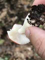 Russula fragiloides