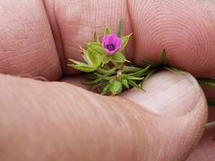 Geranium dissectum