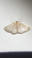 Leptostales pannaria