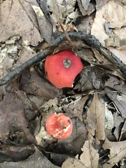 Russula fragiloides