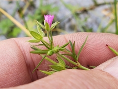 Geranium dissectum
