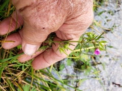 Geranium dissectum