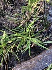 Rhynchospora ciliaris