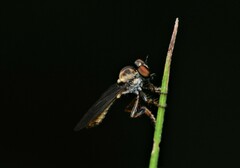 Holcocephala