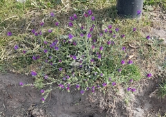 Echium plantagineum
