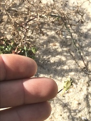 Linaria polygalifolia