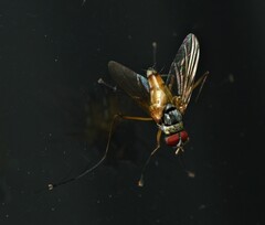 Cholomyia inaequipes