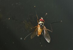 Cholomyia inaequipes