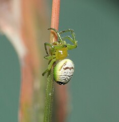 Bijoaraneus praesignis