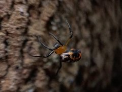 Leucauge fastigata
