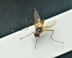 Cholomyia inaequipes