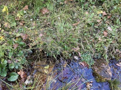 Rhynchospora stiletto