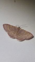 Leptostales pannaria