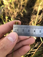 Rhynchospora ciliaris