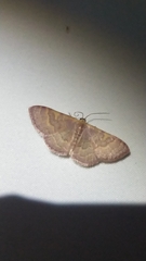 Leptostales pannaria