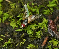 Cholomyia inaequipes