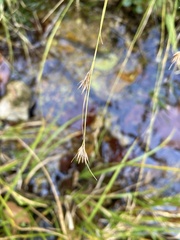 Rhynchospora stiletto