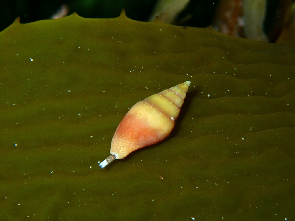Mitrella austrina