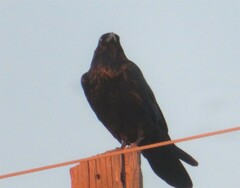 Corvus corax