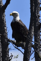 Haliaeetus leucocephalus washingtoniensis