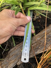 Rhynchospora ciliaris