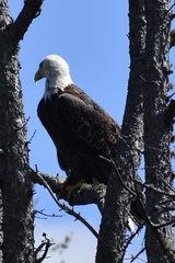 Haliaeetus leucocephalus washingtoniensis