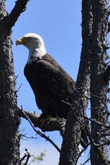 Haliaeetus leucocephalus washingtoniensis