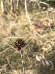 Schoenus nigricans