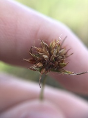 Rhynchospora ciliaris