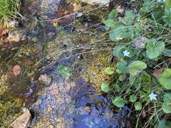 Rhynchospora stiletto