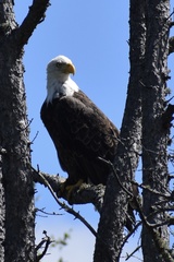 Haliaeetus leucocephalus washingtoniensis
