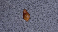 Rhynchospora ciliaris