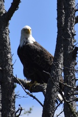 Haliaeetus leucocephalus washingtoniensis