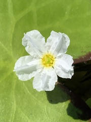 Nymphoides cristata