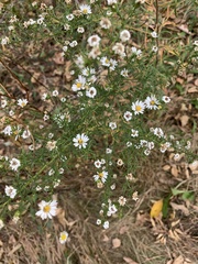 Symphyotrichum pilosum