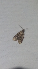 Platynota exasperatana