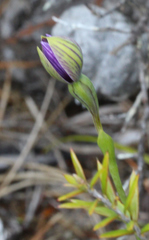 Thelymitra matthewsii