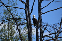 Haliaeetus leucocephalus washingtoniensis
