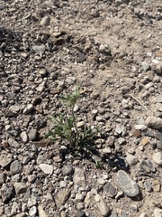 Sphaeralcea ambigua