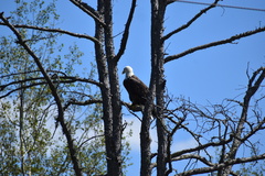 Haliaeetus leucocephalus washingtoniensis