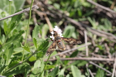 Poecilanthrax arethusa