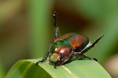 Popillia japonica