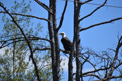 Haliaeetus leucocephalus washingtoniensis