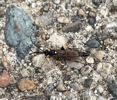 Ichneumon