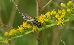 Philanthus gibbosus