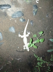 Hemidactylus platyurus