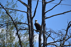 Haliaeetus leucocephalus washingtoniensis