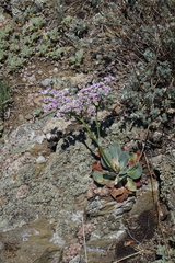 Goniolimon speciosum