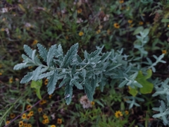 Buddleja scordioides