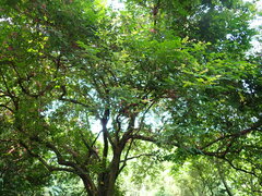 Averrhoa carambola